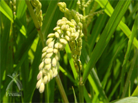 恒順香醋：契約農家で栽培されたもち米