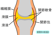 膝関節の断面図