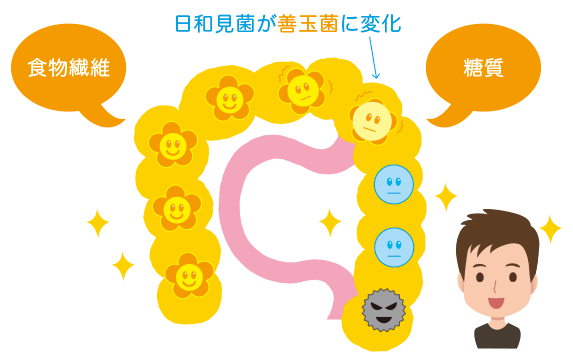 日和見菌が善玉菌に変化