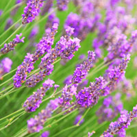 エチケットＤｅｏパウダー ティトゥリーラベンダー／12g