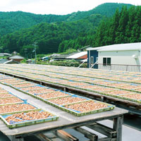 オーサワの龍神梅干 200g