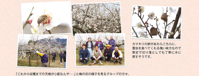 写真：「これから収穫までの天候が心配なんや・・・」と梅の花の様子を見るグループの方々。