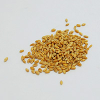プレマシャンティ 国産 小麦のたね 300g