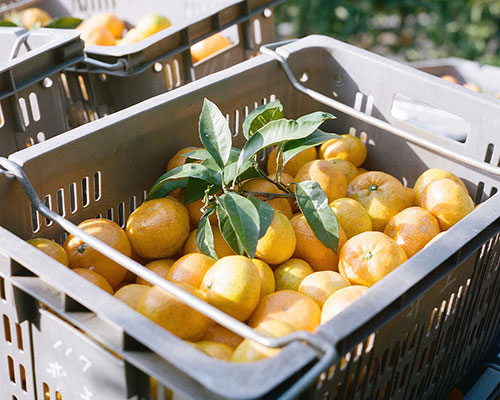 「無茶々園（むちゃちゃえん）」で育つ柑橘たち