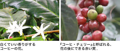白くていい香りがするコーヒーの花。/花の後にできる赤い実（コーヒー・チェリー）。