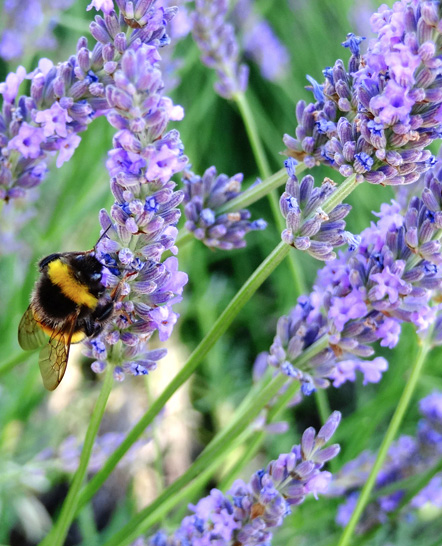 ラベンダーと蜂