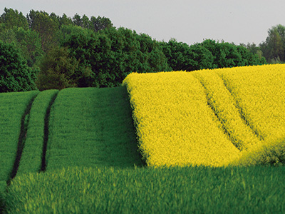 自然と調和する